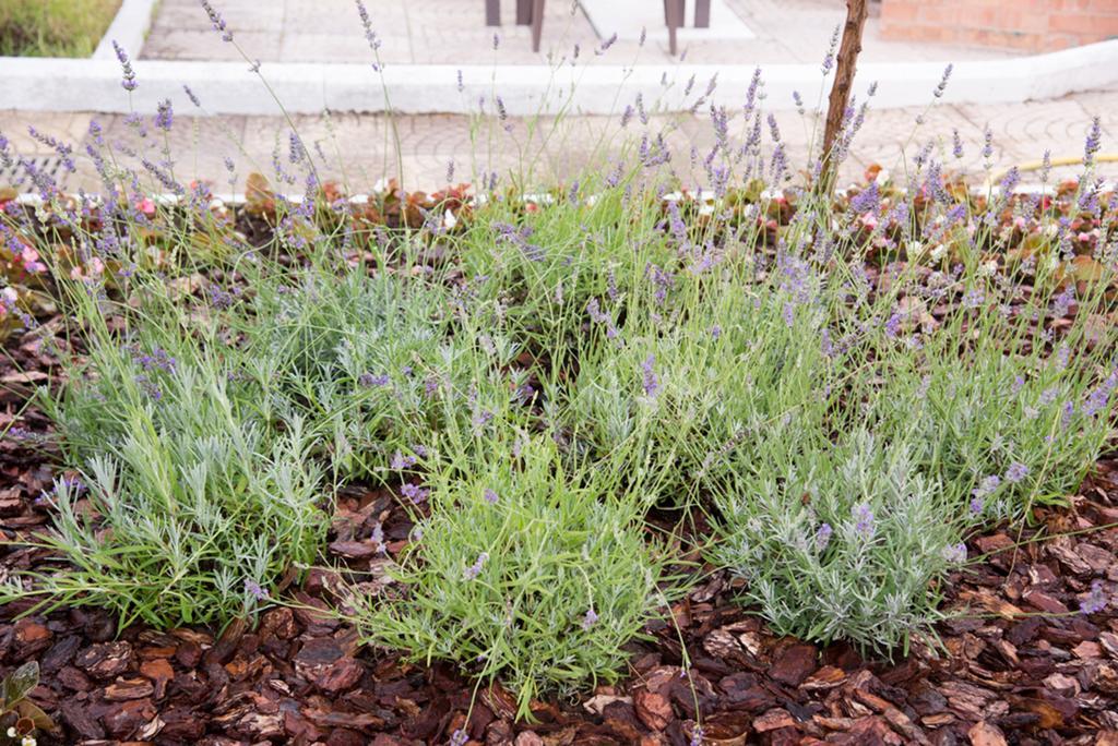 비코에쿠엔세 Garden On The Sea B&B 외부 사진